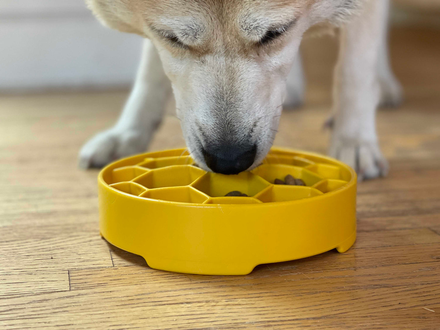SodaPup Honeycomb Slow Feeder Dog Bowl – Enrichment & Anxiety Relief