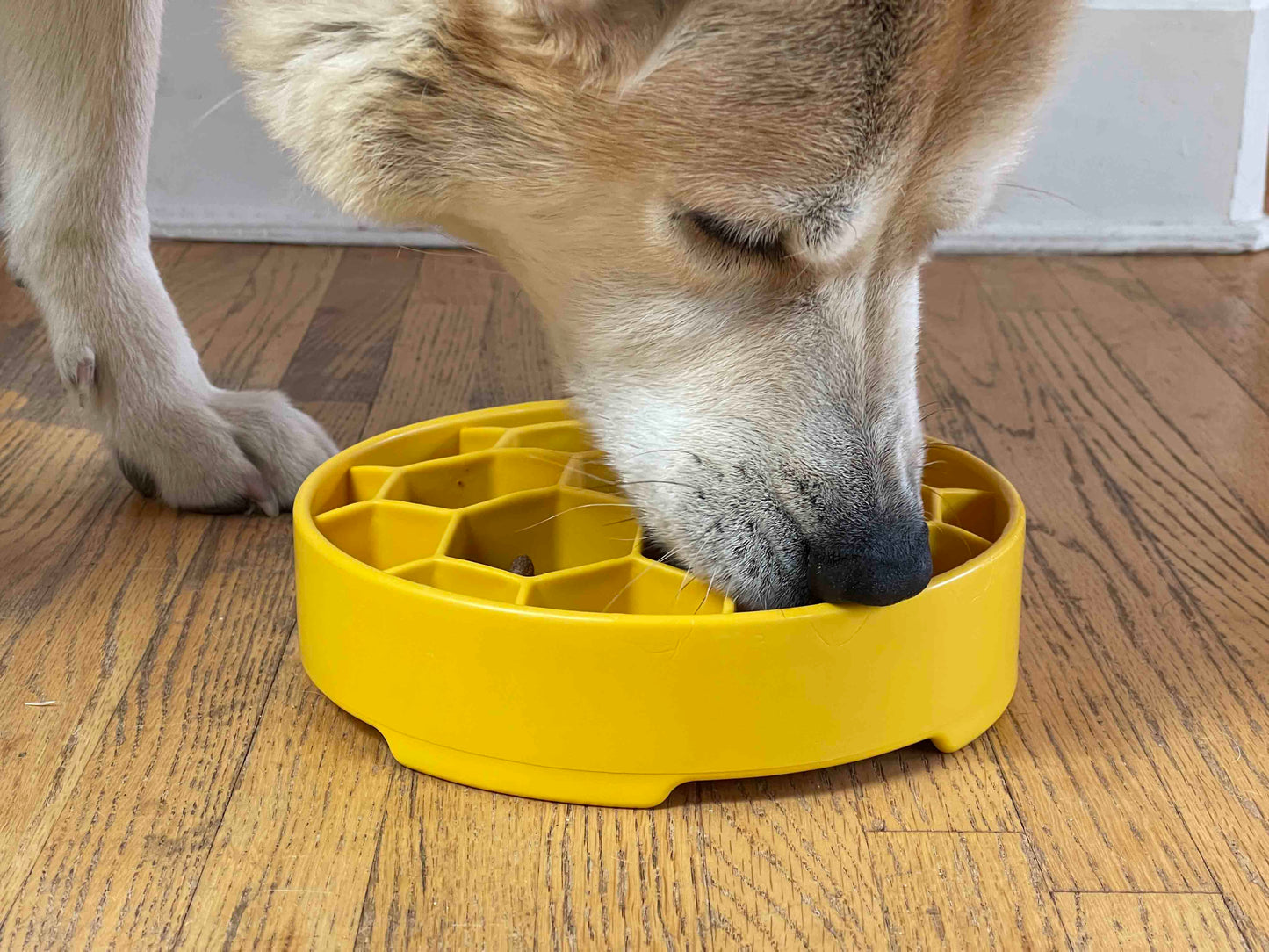 SodaPup Honeycomb Slow Feeder Dog Bowl – Enrichment & Anxiety Relief