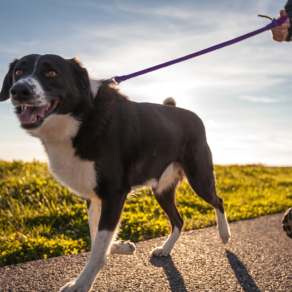 WUNDERleash No-Pull Dog Leash – Original Anti-Pulling Design